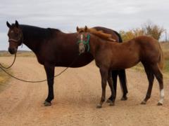 2020 Foal Mia Holly Gunpowder